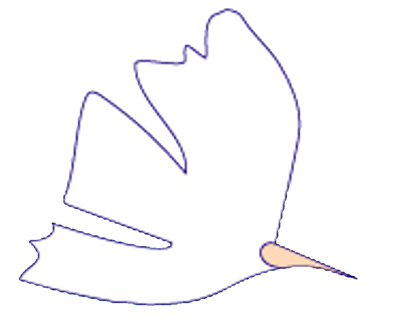 鳥